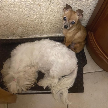 Собаки в добрые руки - Тея - 3