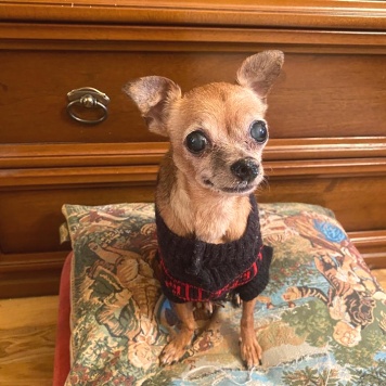 Собаки в добрые руки - Тея - 4