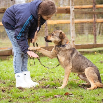 Собаки в добрые руки - Рэй