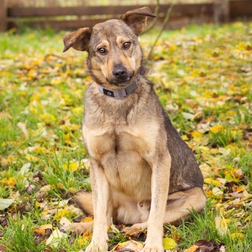 Собаки в добрые руки - Рэй - 1