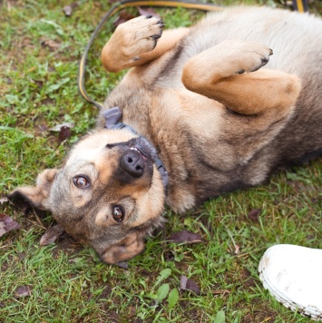 Собаки в добрые руки - Рэй - 2