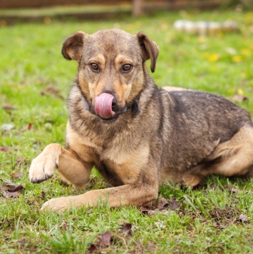 Собаки в добрые руки - Рэй - 4