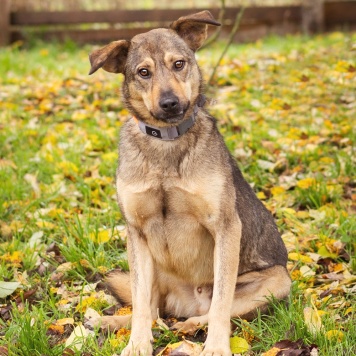 Собаки в добрые руки - Рэй