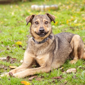 Собаки в добрые руки - Рэй - 3