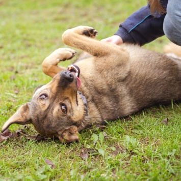 Собаки в добрые руки - Рэй - 4