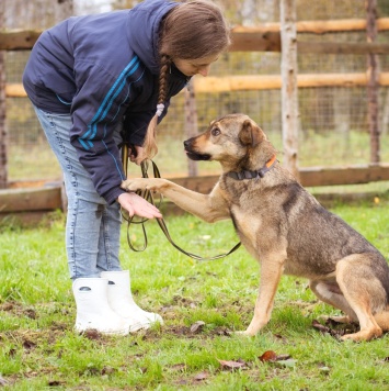 Собаки в добрые руки - Рэй - 2