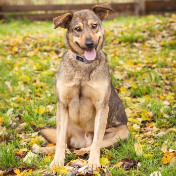 Собаки в добрые руки - Рэй - 1