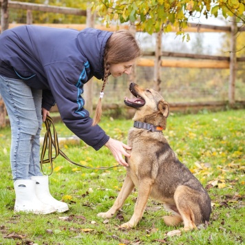 Собаки в добрые руки - Рэй - 2