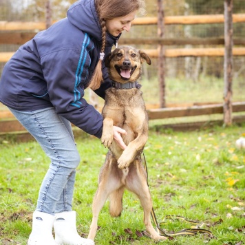 Собаки в добрые руки - Рэй - 4