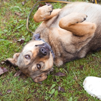 Собаки в добрые руки - Рэй