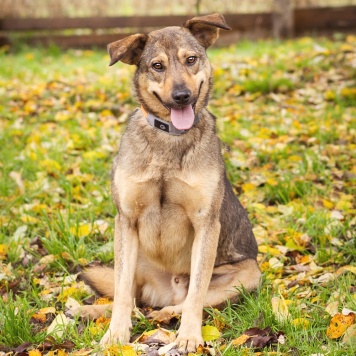 Собаки в добрые руки - Рэй - 1