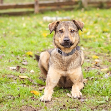 Собаки в добрые руки - Рэй - 2