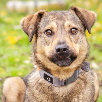 Собаки в добрые руки - Рэй - 1