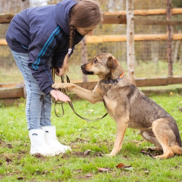 Собаки в добрые руки - Рэй - 2