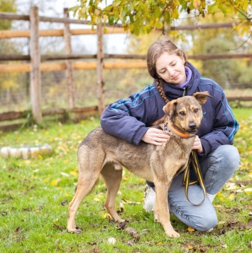Собаки в добрые руки - Рэй - 3