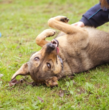 Собаки в добрые руки - Рэй - 4