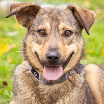 Собаки в добрые руки - Рэй - 1