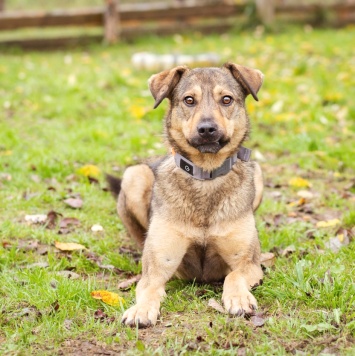 Собаки в добрые руки - Рэй - 2