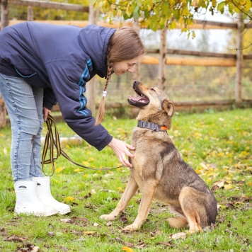 Собаки в добрые руки - Рэй - 3