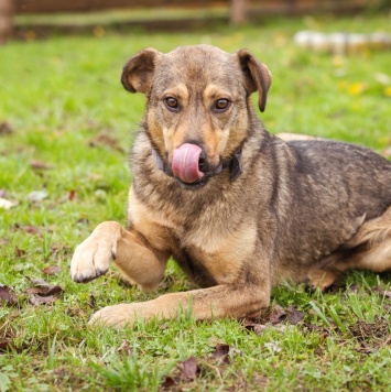 Собаки в добрые руки - Рэй