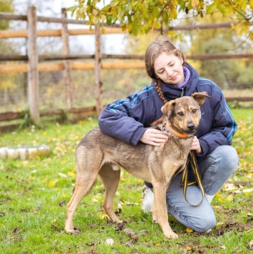 Собаки в добрые руки - Рэй - 2