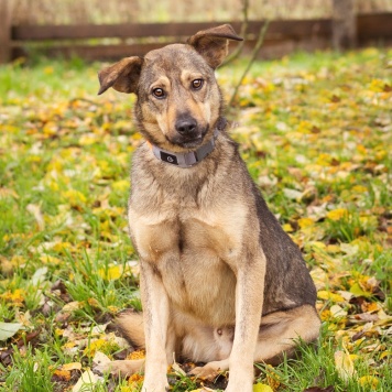 Собаки в добрые руки - Рэй