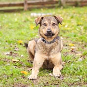 Собаки в добрые руки - Рэй - 1