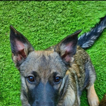 Мишель - Собаки в добрые руки