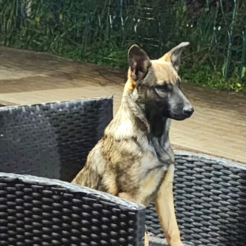 Собаки в добрые руки - Мишель - 1