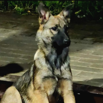 Собаки в добрые руки - Мишель - 2