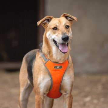 Собаки в добрые руки - Рональдо