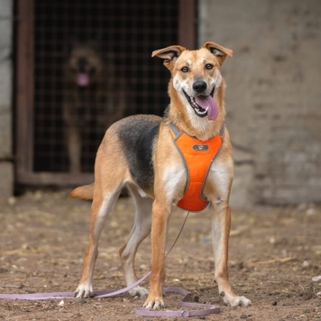 Собаки в добрые руки - Рональдо - 1