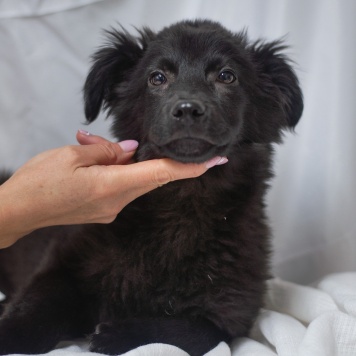 Собаки в добрые руки - Джус