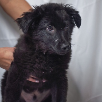 Собаки в добрые руки - Джус - 1