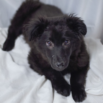 Собаки в добрые руки - Джус - 2