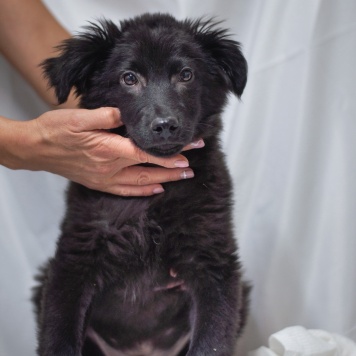 Собаки в добрые руки - Джус - 3