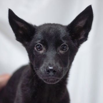 Бэтмен - Собаки в добрые руки