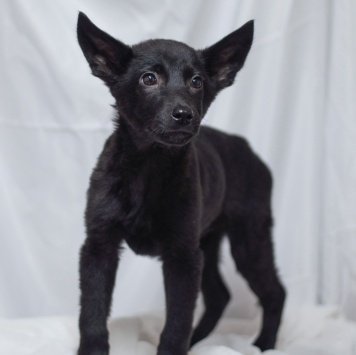 Собаки в добрые руки - Бэтмен - 1