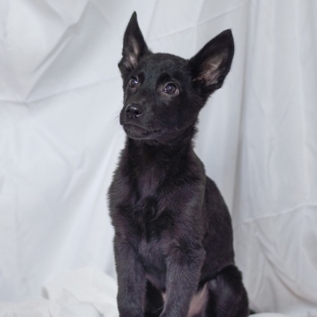 Собаки в добрые руки - Бэтмен - 2