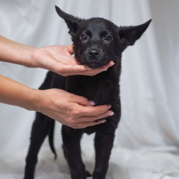 Собаки в добрые руки - Бэтмен - 4