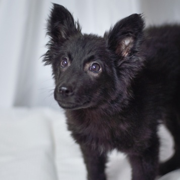 Собаки в добрые руки - Графит - 1