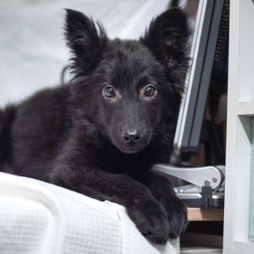 Собаки в добрые руки - Графит - 2