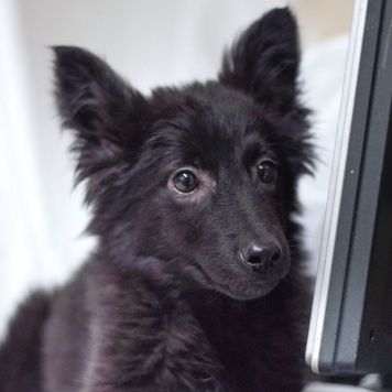 Собаки в добрые руки - Графит - 3