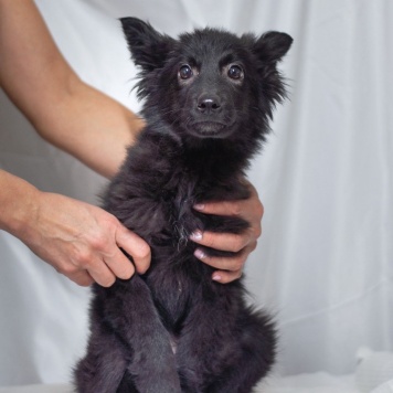 Собаки в добрые руки - Графит - 4