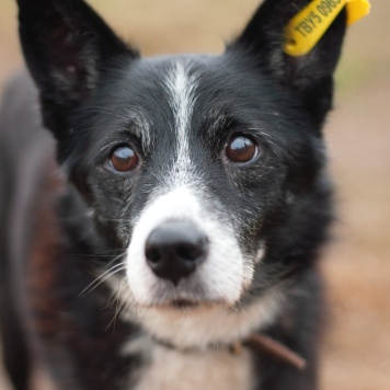 Собаки в добрые руки - Мускат