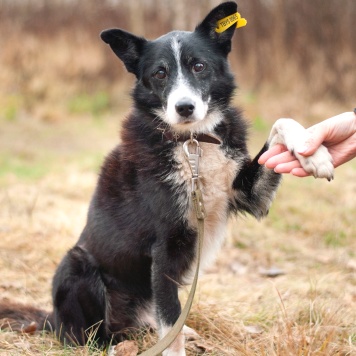 Собаки в добрые руки - Мускат - 1