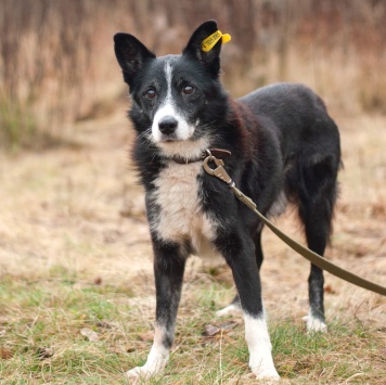 Собаки в добрые руки - Мускат - 2