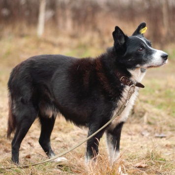 Собаки в добрые руки - Мускат - 3