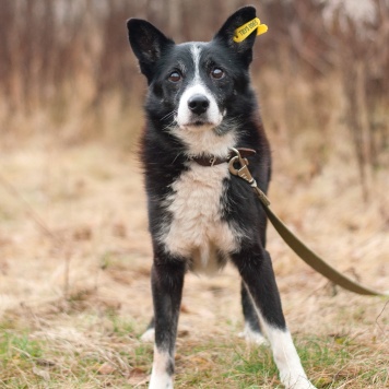 Собаки в добрые руки - Мускат - 4