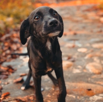 Собаки в добрые руки - щенки - 2